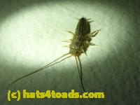 /home//u458753944/public_html/sourcegallery//Insects and small critters/silverfish (Zygentoma)/P1060384.JPG